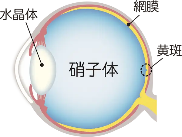 網膜硝子体とは